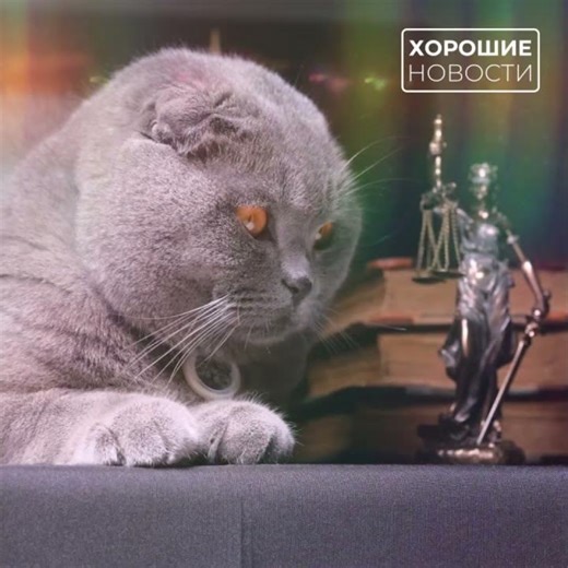 Британский кот из Сибири покорил мир