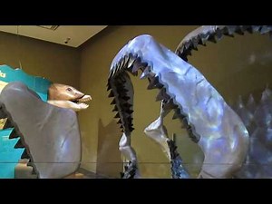 Megalodon Exhibit at Sam Noble Museum