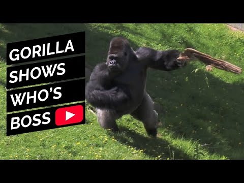 Badongo - The Silverback Gorilla showing who’s boss