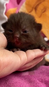 Tiny Chocolate Kitten #britishshorthair | Criative Diamonds British Shorthair and Longhair Cattery