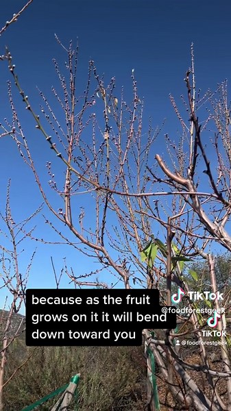 Maximize Your Fruit Harvest: Tips 5 - 6 Explained