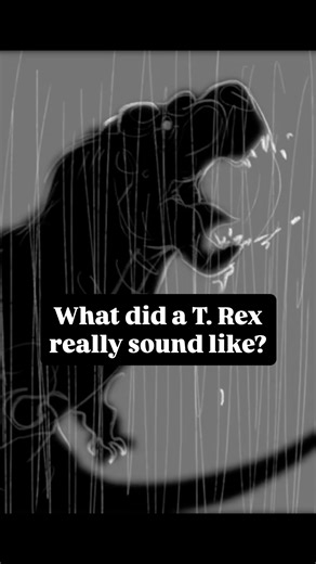 Casey White on Instagram: "The scariest sound in history - (Yes I know all birds are basically related the same amount to T Rex but cmoooon it does sound cool) - #dinosaur #dinosaurs #paleoart #animalfact #science #trex #tyrannosaurus #jurassic #jurassicworld #jurassicpark #scary #horror #art"