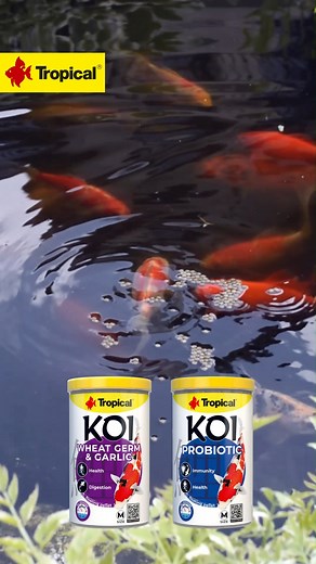 HOW TO FEED KOI PROFESIONALLY? With our Premium Line for koi you can ensure excellent condition and beautiful looks in your fish. Using our 45 years of experience in feeding ornamental fish, we have developed a feeding program that promotes fish’s growth and coloration as well as strengthens their immunity and condition. The line includes 5 products: ALL SEASONS Immune-supporting foods that can be fed all year round in a temperature range of 8-30°C: 🔸Koi Probiotic 🔸Koi Wheat Germ & Garlic WARM