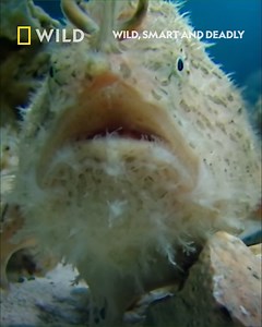 Frogfish are masters of disguise. As many as 60 species of frogfish mimic the appearance of rocks, coral and weeds. They use their powers of disguise to hide from predators, as well as deceive prey. Tune in to Wild, Smart and Deadly tonight at 9pm on National Geographic WILD UK. | National Geographic UK