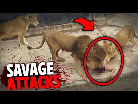 The Most SAVAGE Lion Attacks MARATHON!