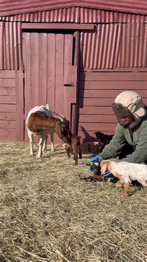 We got goat 🐐 babies #farmlife #usa #nepal #shorts #video