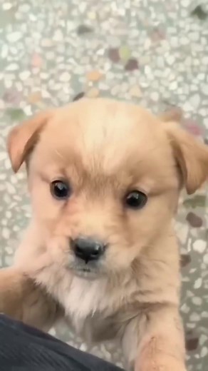 Cute Little Dog Barking: Adorable Animal Moments