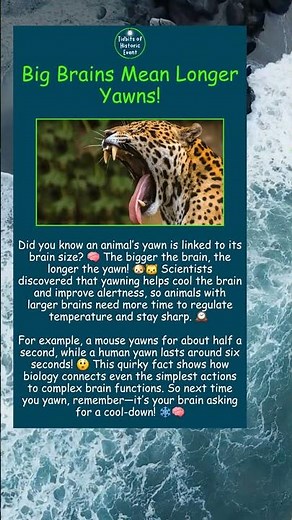 Big Brains Mean Longer Yawns!