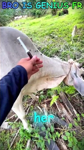 This Cow Doesn’t Feel a Thing! Genius Vet Trick Explained 🐄💉 #shortsvideo
