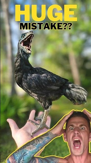 HYBRID Chicken Breeding GONE WRONG! #chicken #homestead #farm #hybrid #raptor #chickens #egg #fyp