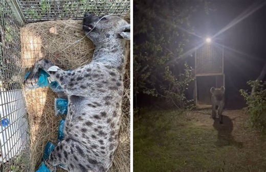 A Tale of Two Spotted Hyenas and Phalaborwa's Wildlife Heroes