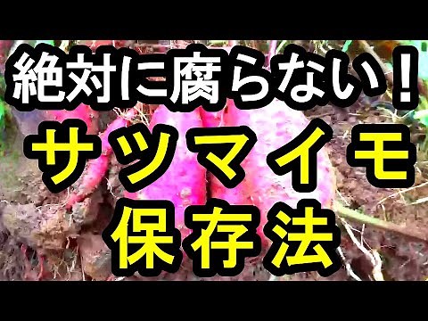 絶対に腐らない！サツマイモの保存方法 サツマイモを腐らさずに春まで保存させるポイント 気をつけるべきこと サツマイモの掘り方から解説