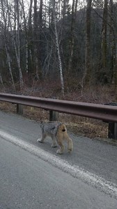 29K views · 458 reactions | It's Wildlife Wednesday and we have this special video shot by our staff on their commute to the North Cascades Environmental Learning Center -- who knows who this feline is, and have you seen one in the wild before? | North Cascades Institute | Facebook
