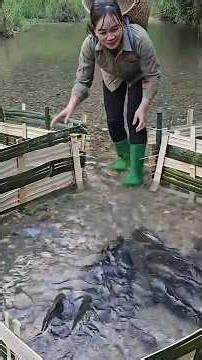 Traditional Fishing Techniques to Catch Giant Fish with Many Skills Bamboo Woven Fish Trap