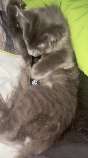 He want all that smhoke #fyp #foryou #penjamin