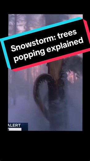 Tree’s poppin’ open cuz da #snowstorm #warning #weather #50states #tree