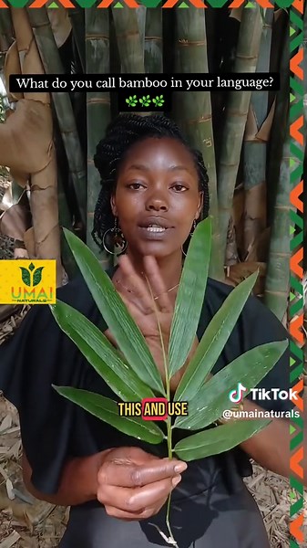 Discover Bamboo Leaves: Nature's Source of Silica