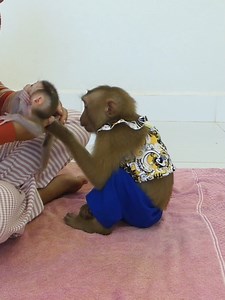 Cute Baby Monkey Bom's Family | Mr Bon