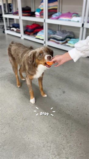 #dropit #dogtraining #puppytraining