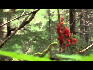 Mendenhall Glacier Adventure Hike | Shore Excursion | NCL