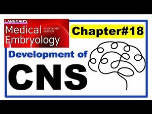 Langman Chapter#18 | Development of Central Nervous System | Embryology | Dr Asif Lectures
