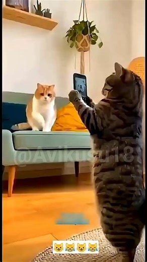 Funny Billu Video Shoot 😂 | Desi Comedy Shorts #shortsfeed ‪@Avikusu18‬