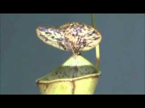 Pitcher plant uses rain drops to capture prey