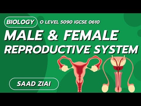 Male & Female Reproductive System | O Level | Biology | Saad Ziai | SLATE