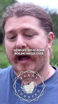 Top 5 Native Perennial Vegetables Part 2: Common Milkweed