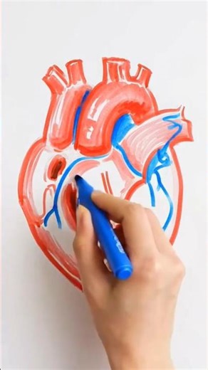 Realistic Human Heart Drawing ❤️ | Whiteboard Anatomy Art #Shorts
