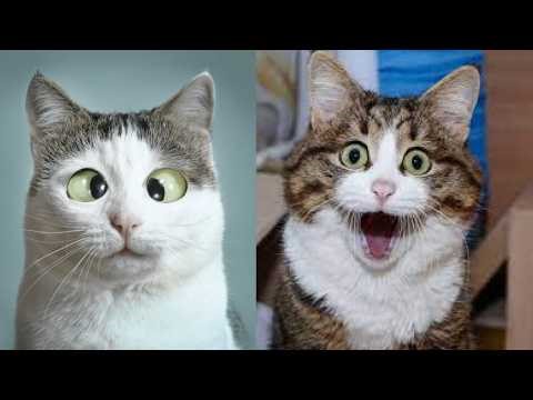 🤣🤪 Nonstop Laughter: 1 Hour of Hilarious Cat Fails That Will Crack You Up 🤣🤪