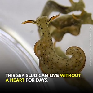26K views · 970 reactions | Starfish and salamanders have nothing on this photosynthetic species of sea slug. In a new study, researchers found that this sea slug is capable of regenerating an entire new body from its head, including regrowing its heart. Read more stories: https://news.mongabay.com/2018/11/17-new-brilliantly-colored-species-of-sea-slugs-described/ | Mongabay.com | Facebook