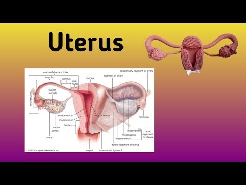 Anatomy of the Uterus 🌸: Shape and Size, Normal Position and its Deviations, Relations 📏🔄