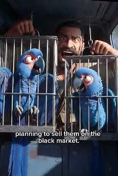 The Bird Who Couldn’t Fly Became a Hero 🦜 | Rio Movie Recap #rio #riomovie #movierecap#moviesummary