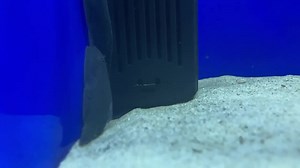 New loach in stock | Steve's Aquatic Pet Emporium Ltd