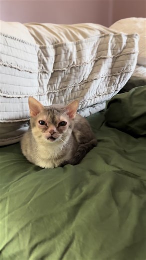 Loud Bebe goblin 👹 #goblin #rescuecats | gumbus the cat