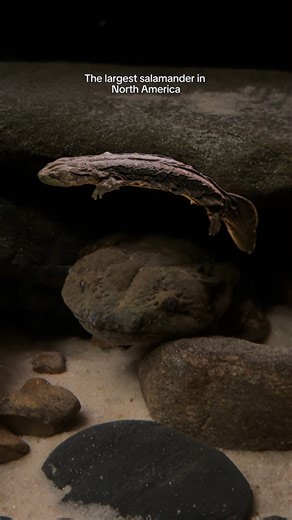 8.3K views · 162 reactions | It's amphibian week, how could we not highlight the amazing Hellbender!?✨ Rather than using their lungs to breathe, hellbenders absorb oxygen through their wrinkled skin. The wrinkles give the hellbender more surface area to absorb greater amounts of oxygen. #tennesseeaquarium #aquatic #salamander #hellbender #amphibians #chattanooga #trendy #education | Tennessee Aquarium | Facebook