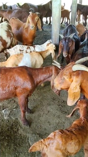 Cute Goats 🐐#shorts #animals #goat #beby #farmlife
