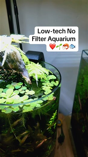 Low-tech No-Filter Aquarium ❤️🌱🦐🐟#aquascapelowtech