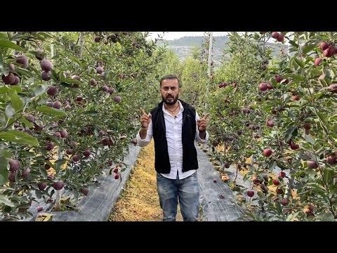 What is High density plantation (HDP) and it’s benefits.