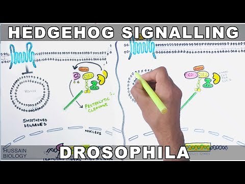 Hedgehog Signalling Pathway