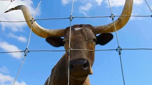 Life isn't all crunchy granola on this vegan farm sanctuary... #TheVetLife | Animal Planet