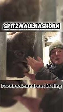 Black rhinoceroses have no incisors.