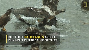 Captured in slow motion is how these bald eagles fight over food. | National Geographic UK