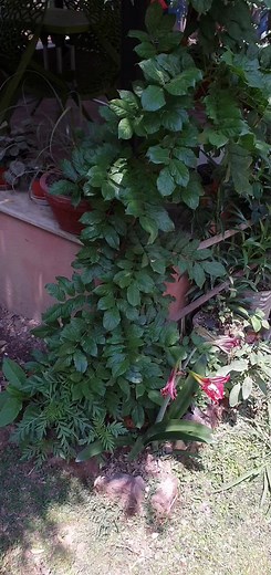 How to Propagate Wisteria Cutting | Step-by-Step Guide