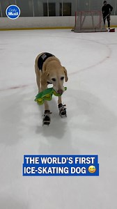 He's a natural 👏 | Daily Mail Video