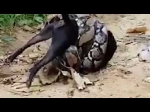 Boa Snake eating Dog