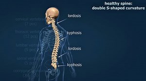 3D Animated Human Spine Anatomy with Curvatures and Vertebrae Labels