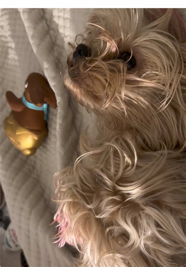 Smh I really can’t take this anymore! | dogs hugging dogs