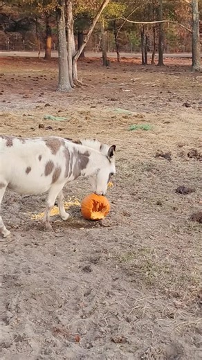 danny purser (@dannypurser)’s videos with French Fried Tertaters - Tonzter